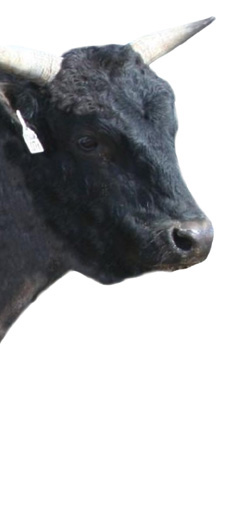 Wagyu